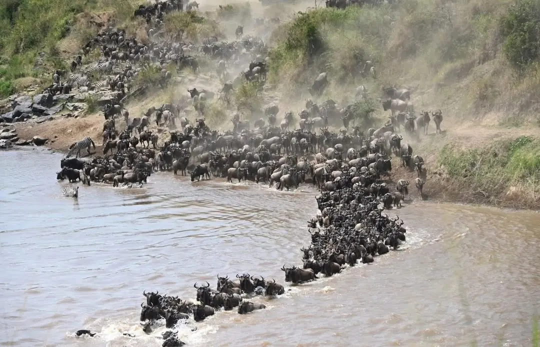 Image of serengeti river crossing